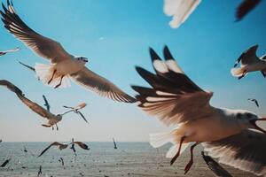 Umjetnička fotografija Close-Up of Seagulls above Sea against, sakchai vongsasiripat, (40 x 26.7 cm)