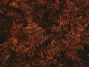 Umjetnička fotografija High angle view of brown fern leaves, Johner Images, (40 x 30 cm)