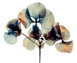 Umjetnička fotografija Pressed and dried dry flower, andersboman, (40 x 26.7 cm)