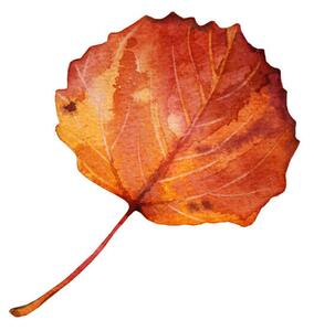 Fotografija Watercolor hand-drawn autumn red, orange leaf, Natalia Kunashova, (40 x 40 cm)