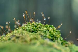 Umjetnička fotografija Moss sporangia with morning dew (close-up), LITTLE DINOSAUR, (40 x 26.7 cm)