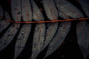 Umjetnička fotografija Leaf of Staghorn sumac, close-up, Westend61, (40 x 26.7 cm)