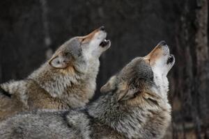Umjetnička fotografija Howling wolves, Bjarne Henning Kvaale, (40 x 26.7 cm)