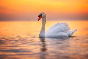 Fotografija White swan in the sea water,sunrise shot, valio84sl, (40 x 26.7 cm)