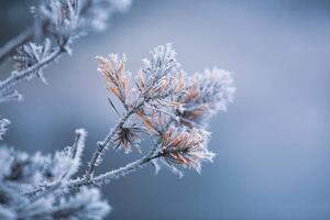 Umjetnička fotografija Autumn - frosty pine needles, Baac3nes, (40 x 26.7 cm)