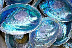 Umjetnička fotografija Close-up of some Paula shells also called Abalone, LazingBee, (40 x 26.7 cm)
