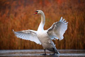 Fotografija Swan on ice, Antagain, (40 x 26.7 cm)