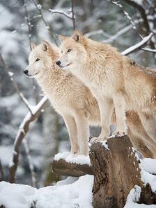 Fotografija Arctic Wolves Pack in Wildlife, Winter Forest, 4FR, (30 x 40 cm)