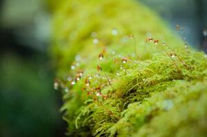 Umjetnička fotografija Close-up Moss with the dropped water, Namthip Muanthongthae, (40 x 26.7 cm)
