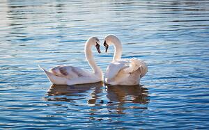 Fotografija Love swans, Nevena Uzurov, (40 x 24.6 cm)