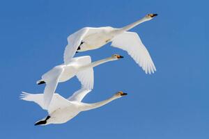 Fotografija Whooper swans flying in blue sky, Jeremy Woodhouse, (40 x 26.7 cm)