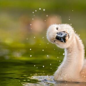 Fotografija Peekaboo,Close-up of duck swimming in lake, michael m sweeney / 500px, (40 x 40 cm)