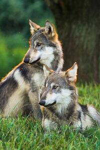 Umjetnička fotografija Two Gray Wolves (Canis lupus) Indiana, USA, Alex Hibbert, (26.7 x 40 cm)