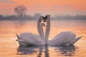 Fotografija Swans floating on lake during sunset, SimonSkafar, (40 x 26.7 cm)