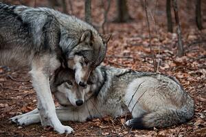 Fotografija Affectionate Grey Wolves, RamiroMarquezPhotos, (40 x 26.7 cm)