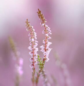 Umjetnička fotografija Close-up of pink flowering plant, bunthem / 500px, (40 x 40 cm)
