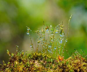 Umjetnička fotografija Water drops on moss with Sun beams, K-Paul, (40 x 35 cm)