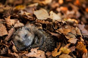 Fotografija European hedgehog is sleeping in, DieterMeyrl, (40 x 26.7 cm)