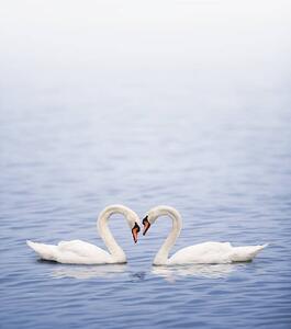 Umjetnička fotografija Swans on a lake happily in love, Grafissimo, (35 x 40 cm)