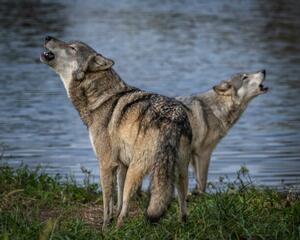 Umjetnička fotografija Beautiful Wolf Growling and Howling, Laura Hedien, (40 x 30 cm)