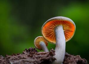 Umjetnička fotografija Close-up of mushroom growing on field,Silkeborg,Denmark, Karim Qubadi / 500px, (40 x 30 cm)