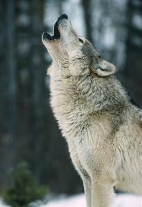 Umjetnička fotografija The Gray wolf, Canis lupus,, Gerald Corsi, (26.7 x 40 cm)