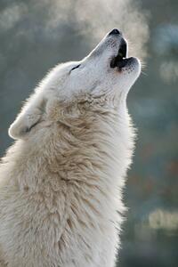 Umjetnička fotografija Arctic wolf howling, Raimund Linke, (26.7 x 40 cm)
