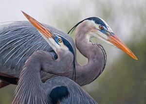 Umjetnička fotografija Blue Herons, Mirenchu A Fernandez, (40 x 30 cm)