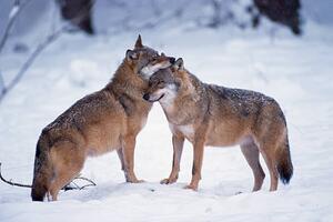 Umjetnička fotografija Wolves snuggling in winter, Martin Ruegner, (40 x 26.7 cm)