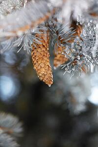 Umjetnička fotografija Frozen pinecones in winter, sangfoto, (26.7 x 40 cm)