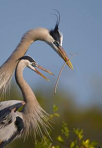 Fotografija Great Blue Heron mating ritual, Canon_Bob, (26.7 x 40 cm)