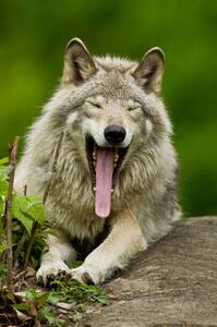 Fotografija Portrait of gray wolf yawning, Parc, Maxime Riendeau, (26.7 x 40 cm)