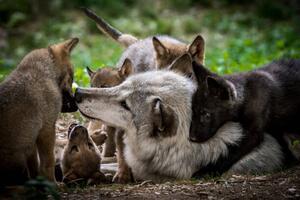 Umjetnička fotografija Wolf with litter of playful cubs, Zocha_K, (40 x 26.7 cm)