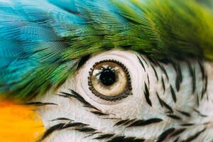 Umjetnička fotografija Eye Of Blue-and-yellow Macaw Also Known, bruev, (40 x 26.7 cm)