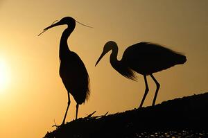 Fotografija two heron gathering in the sunset, sam_eder, (40 x 26.7 cm)
