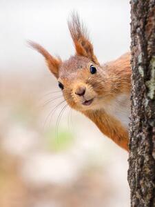 Umjetnička fotografija Close-up of squirrel on tree trunk,Tumba,Botkyrka,Sweden, mange6699 / 500px, (30 x 40 cm)