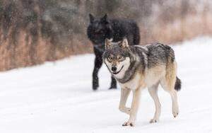 Umjetnička fotografija Wild Wolves, canis lupus, in the Canadian Rockies, Colleen Gara, (40 x 26.7 cm)