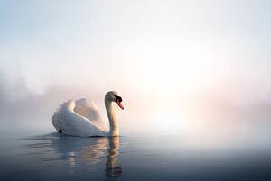 Fotografija Art Swan on the water at sunrise, Konstanttin, (40 x 26.7 cm)