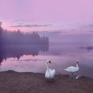 Fotografija Mute swans with cygnets, Milamai, (40 x 40 cm)
