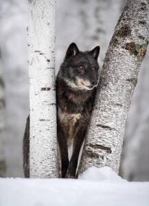 Fotografija Wolf in the USA, Kathleen Reeder Wildlife Photography, (30 x 40 cm)