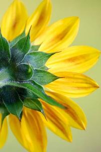Umjetnička fotografija Sunflower, dgphotography, (26.7 x 40 cm)