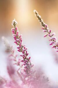 Fotografija Winter background with frosted heather flowers, Eerik, (26.7 x 40 cm)
