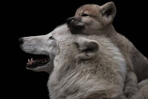 Fotografija Mother's love between arctic wolf and, Thomas Marx, (40 x 26.7 cm)