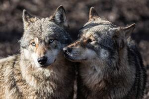 Fotografija Two grey wolf in love, AB Photography, (40 x 26.7 cm)