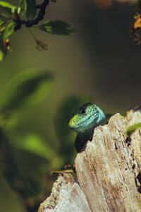 Umjetnička fotografija European green lizard (Lacerta viridis), Marko Petkovic Visual, (26.7 x 40 cm)