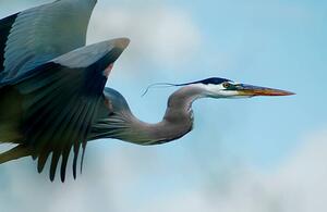 Fotografija Blue Heron Flight, niknikon, (40 x 26.7 cm)