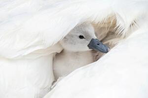 Fotografija Close-up image of a cute, white,, Jacky Parker Photography, (40 x 26.7 cm)