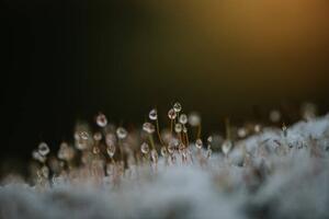 Umjetnička fotografija Close up of dew on frosty, Catherine Falls Commercial, (40 x 26.7 cm)