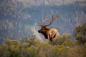 Umjetnička fotografija Huge Bull Elk in a Scenic Backdrop, BirdofPrey, (40 x 26.7 cm)