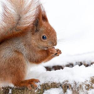 Umjetnička fotografija Cute fluffy squirrel eating nuts on, Magryt, (40 x 40 cm)